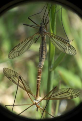 Tipula vernalis